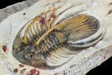 Spiny Kolihapeltis Trilobite - Large For Species #108239-5